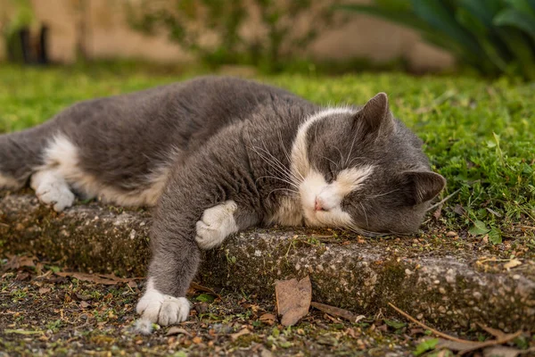 Cute Grey White Cat Rest Meadow — Stock Photo, Image