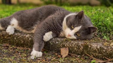 Tatlı gri ve beyaz kedi çayırda dinleniyor.