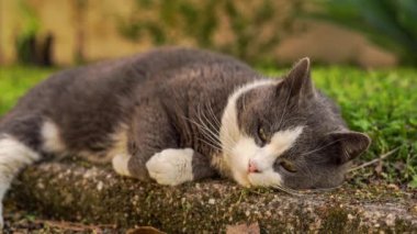 Tatlı gri ve beyaz kedi çayırda dinleniyor.