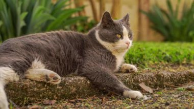 Tatlı gri ve beyaz kedi çayırda dinleniyor.