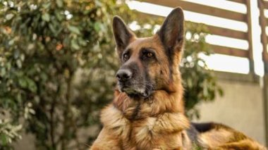 Çayırda Alman çoban köpeği portresi