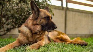 Çayırda Alman çoban köpeği portresi