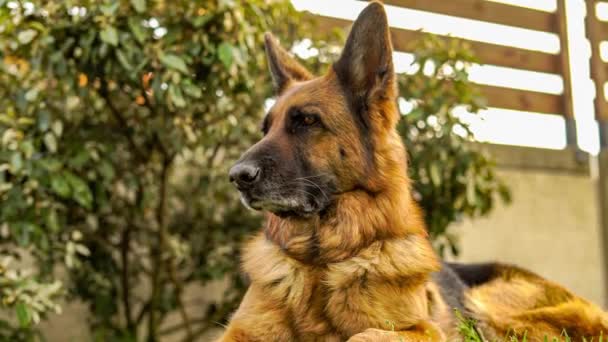 Duitse Herder Hond Portret Het Weiland — Stockvideo