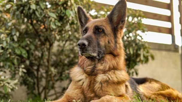 Tysk Herde Hund Porträtt Ängen — Stockvideo