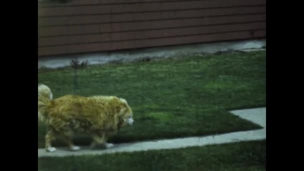 Lynn Usa Mai 1960 Mann Garten Mit Hund Den Sechzigern — Stockvideo