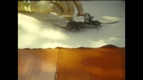 1958年 昭和33年 6月フランス グロー 50代のネズミのシーンに餌をやる — ストック動画