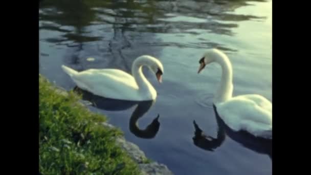 1958年 昭和33年 10月フランス パリ湖の白鳥50歳 — ストック動画