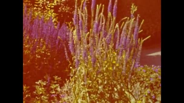 Paris France May 1958 Flowering Bushes Detail 50S — Vídeo de Stock