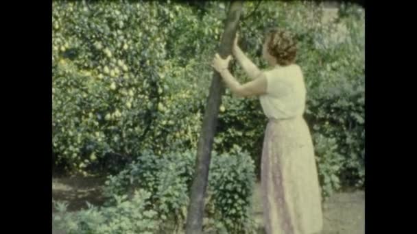 Paris France June 1953 Collect Fruit Shaking Tree 50S — ストック動画