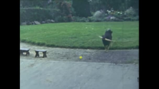 Paris France June 1953 Grandfather Little Girl Play Dog Yard — Stockvideo