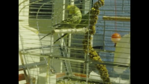 Paris France June 1959 Parrots Cage 50S — Vídeo de stock