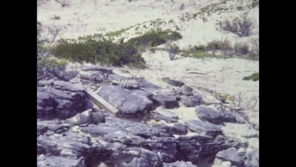 Kancun Mexico Październik 1978 Meksykańska Iguana Skałach Latach — Wideo stockowe