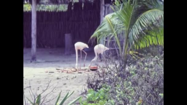 Cancun Mexico October 1978 70年代的墨西哥火烈鸟 — 图库视频影像