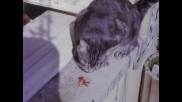 Ρώμη Ιταλία Μάιος 1964 Κατοικίδια Γάτα Τρώει Στη Δεκαετία Του — Αρχείο Βίντεο
