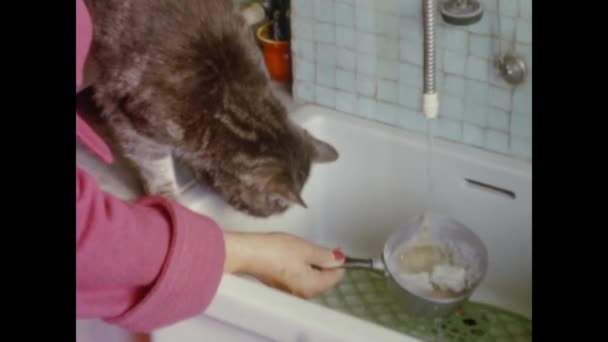 Rzym Włochy Może 1964 Domowe Sceny Kotów Latach Tych — Wideo stockowe