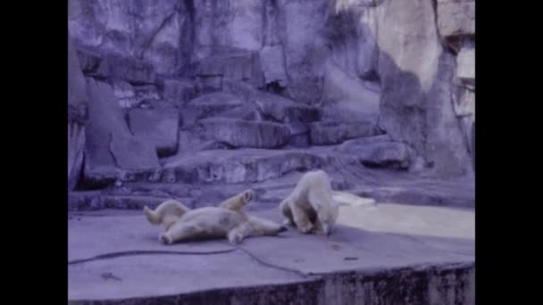ローマ イタリア1964年5月 60年代の動物園でのホッキョクグマ — ストック動画