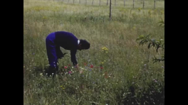 Рим Італія Може Бути 1964 Рік Жінка Збирає Квіти Лука — стокове відео