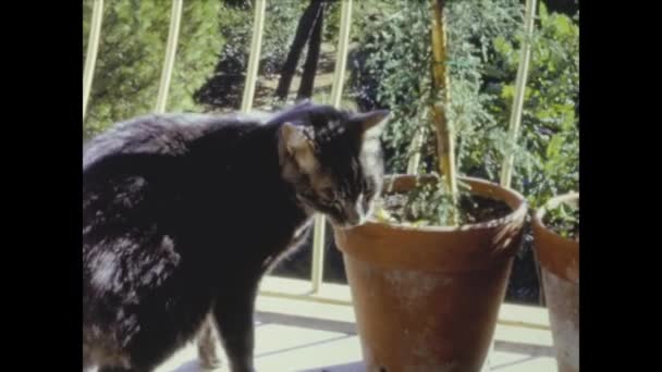 Rom Italien Maj 1964 Inhemska Kattscener Talet — Stockvideo