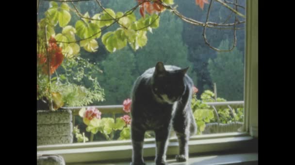 Terni Italien Juni 1967 Katze Auf Der Fensterbank Den 60Er — Stockvideo
