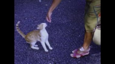 Tellaro, İtalya 1965 Ağustos: 60 'larda bir kedi yavrusunu okşamak