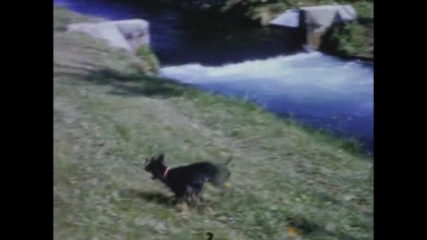 Tellaro Itália Junho 1964 Homem Velho Com Cão Década — Vídeo de Stock