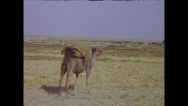 Туніс Туніс 1971 Рік Верблюд Пустелі — стокове відео