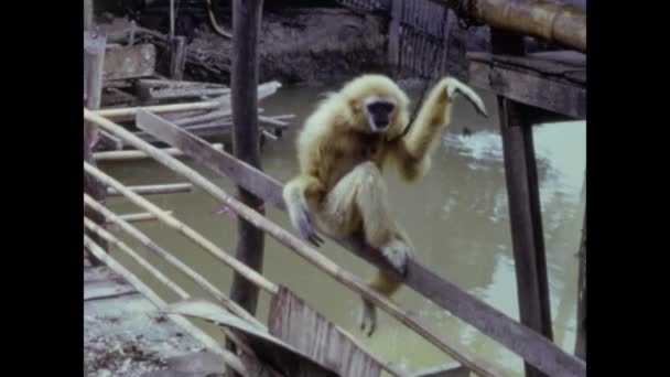 Bangkok Thajsko Květen 1973 Opice Spoutaná Letech — Stock video