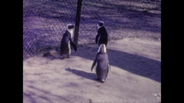 Berlin Deutschland April 1966 Pinguine Zoo Den 60Er Jahren — Stockvideo