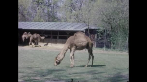 Berlin Allemagne Avril 1966 Camel Zoo Dans Les Années — Video