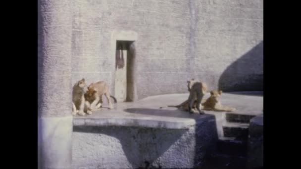 Berlin Allemagne Avril 1966 Lions Zoo Dans Les Années — Video