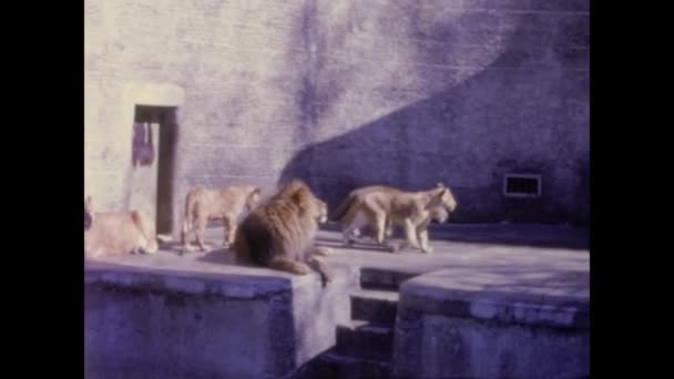 Berlín Alemania Abril 1966 Osos Pardos Zoológico Los Años — Vídeos de Stock