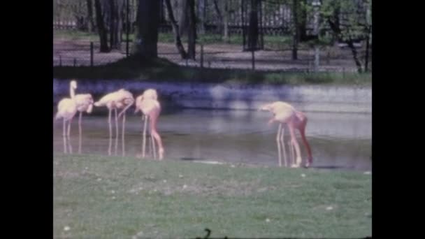1966年4月ドイツ ベルリン 60年代の動物園のフラミンゴ — ストック動画