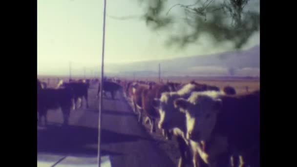 Nevada Usa November 1974 Herd Cows Road 70S — Stockvideo