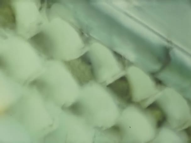 エルバ島 イタリア1973年9月 70年代のツバメの巣屋根裏部屋 — ストック動画