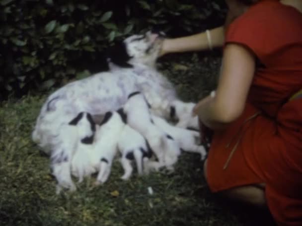 Orvieto Italy May 1964 Bitch Feeds Puppies 60S — 비디오
