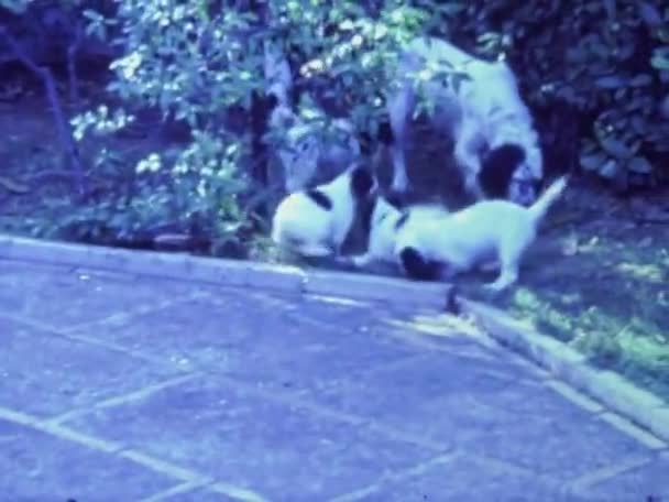 Orvieto Italie Mai 1964 Les Chiots Jouent Dans Jardin Dans — Video