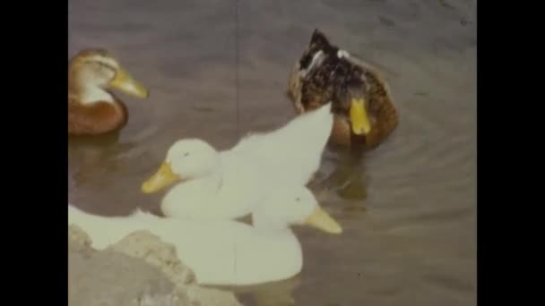 イタリア モエナ1964年5月 60歳でカモ池 — ストック動画