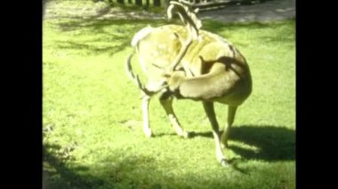 Cortina, İtalya 1964: 60 'larda ormanda fawn