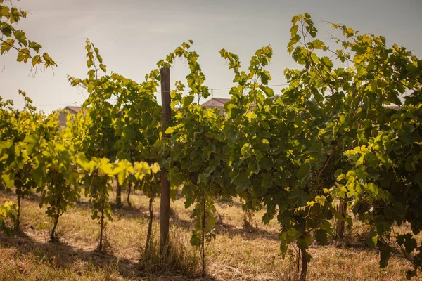 Vignoble Italien Détail Été Par Une Journée Ensoleillée — Photo