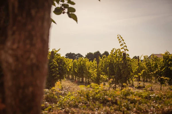 Italian Vineyard Detail Summer Sunny Day — Stock Photo, Image