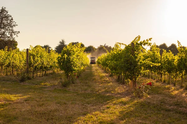 Vineyard Tractor Insecticide Treatment Work Countryside — Stockfoto