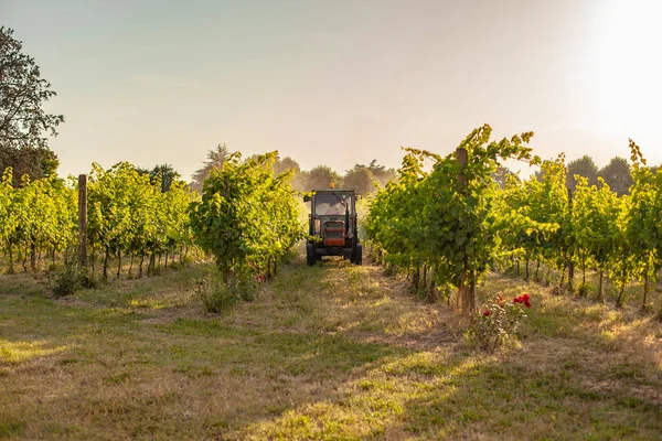 Vineyard Tractor Insecticide Treatment Work Countryside — Stock Photo, Image