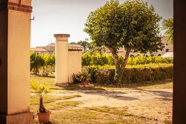Итальянский Виноградник Подробно Летом Солнечный День — стоковое фото