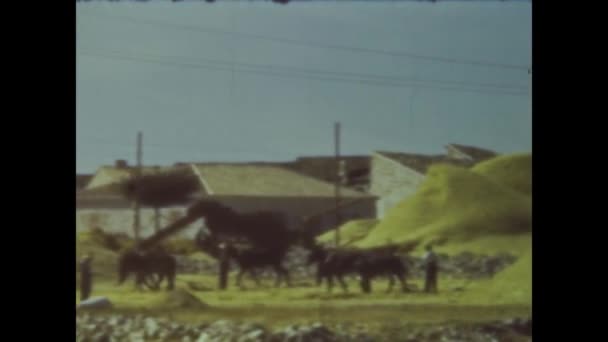 1958年6月 西班牙阿尔卡拉 50年代小麦脱粒场面 — 图库视频影像