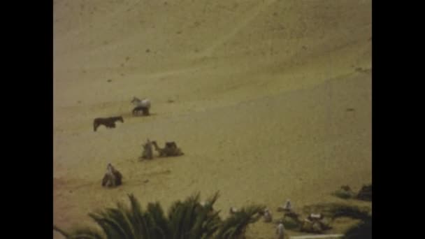 Giza Egypt June 1956 Egyptian Desert Scene 50S — Stock Video