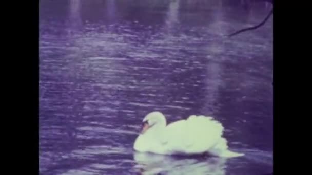 Roma Talya Nisan 1964 Larda Kuğu Sahneli Gölet — Stok video