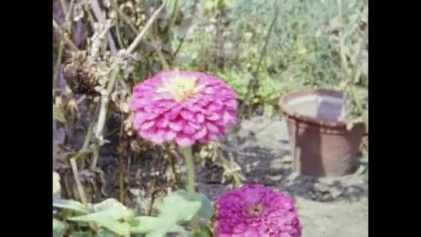 Kartagina Tunezja Czerwiec 1964 Kolorowe Wiosenne Kwiaty Latach Tych — Wideo stockowe