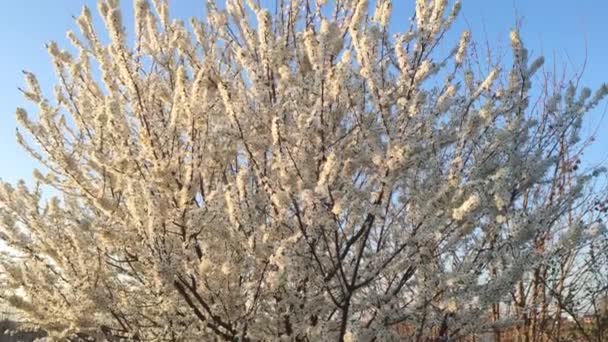 Detalhe Ramos Com Flores Brancas Primavera — Vídeo de Stock