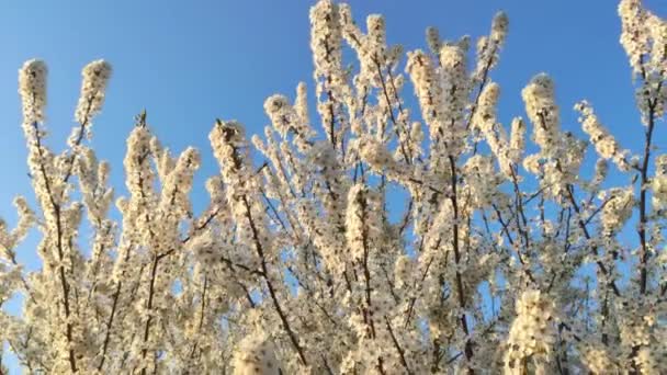 Detalhe Ramos Com Flores Brancas Primavera — Vídeo de Stock