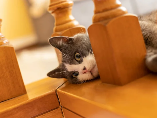 Domestic Cat Home Playful Cute — Stock Photo, Image